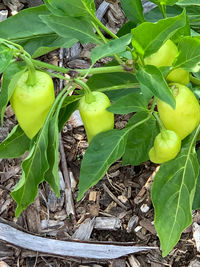 High angle view of fruits growing on field