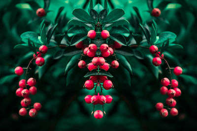 Close-up of red berries on plant