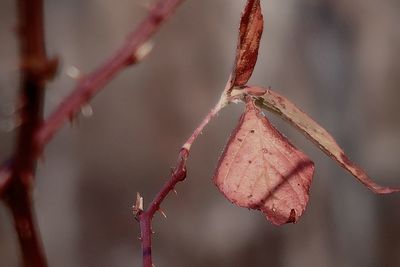 Close-up of red leaves on twig