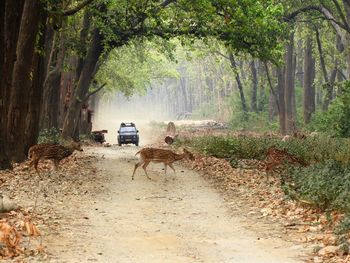 People riding motorcycle on road amidst trees in forest
