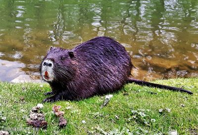 Close-up of crab in grass