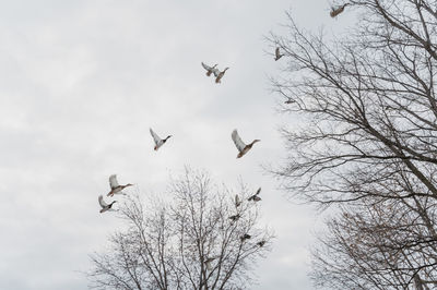 Low angle view of bird flying against sky