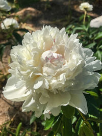 Close-up of white flowering plant