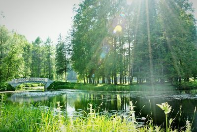 Scenic view of lake against trees