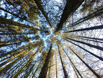 Low angle view of bamboo trees