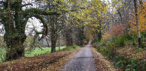 Road amidst trees during autumn