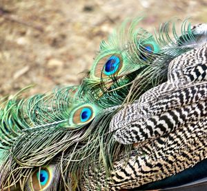Close-up of peacock feathers