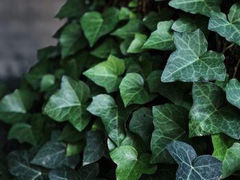 Close-up of leaves on plant