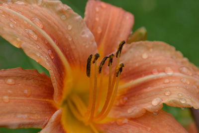 Close-up of wet orange day lily blooming outdoors