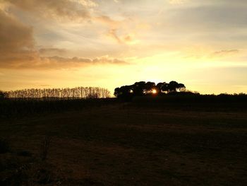 Trees against sky during sunset