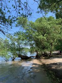 Scenic view of lake in forest against sky