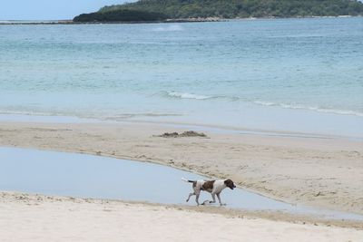 Dog on beach