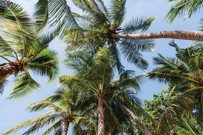 Low angle view of palm trees against sky