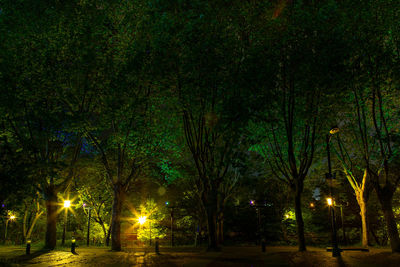 Trees in park at night