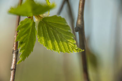 Close-up of fresh green leaves