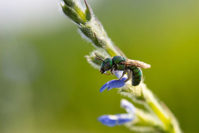 Close-up of insect on purple flower