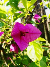 Close-up of insect on purple flower
