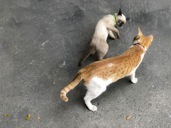 Fighting trainer of siamese kitten cat with her senior