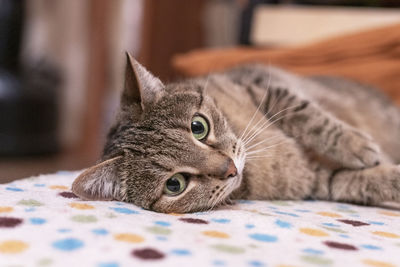 Close-up of cat lying on bed