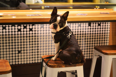 Dog sitting on chair