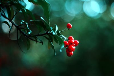 Close-up of fruits on stem against blurred background