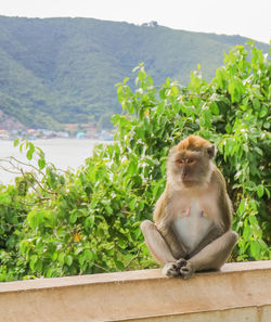 Monkey sitting on plant against mountains