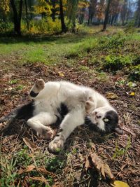 View of a cat lying on field