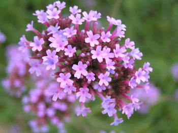 Close-up of purple flowers blooming outdoors