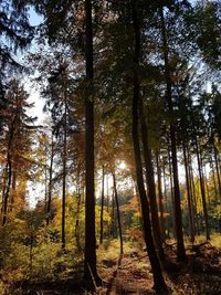 Trees in forest during autumn