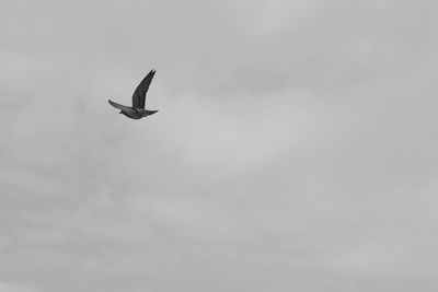 Low angle view of bird flying against sky