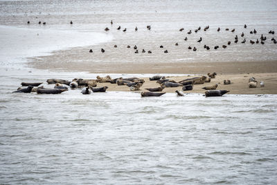 High angle view of seals swimming in sea