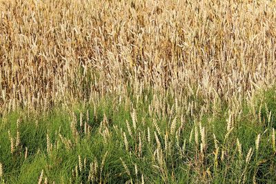 Full frame shot of crop in field