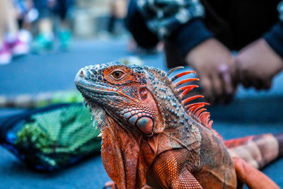 Iguana with a beautiful body color