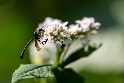 Close-up of insect on flower