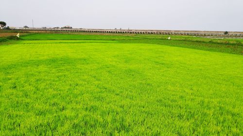 Scenic view of field against clear sky
