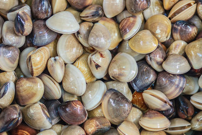 Full frame shot of shells