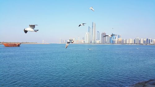 View of birds flying over city