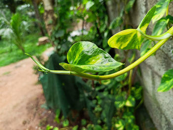 Close-up of plant growing outdoors