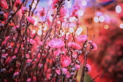 Close-up of pink flowering plant