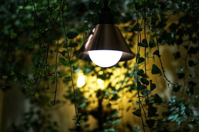 Low angle view of illuminated lamp hanging on plant