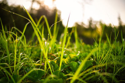 Close-up of grass growing in field