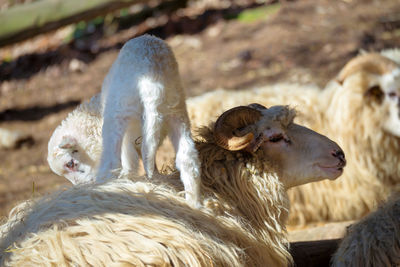 View of sheep on field