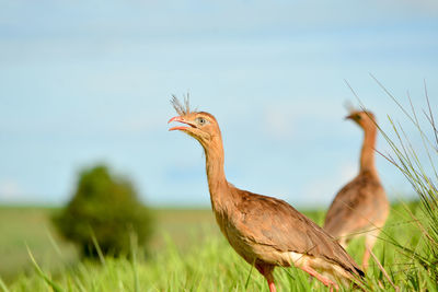 Close-up side view of a bird on land