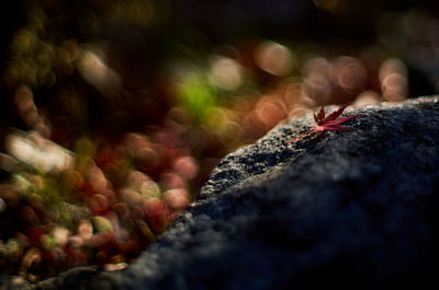 Close-up of insect on rock