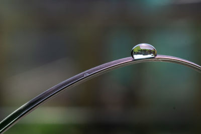 Close-up of water drop on leaf