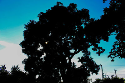 Low angle view of trees against blue sky