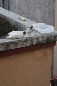 Portrait of cat resting on wall