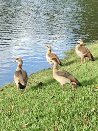 Ducks on a lake