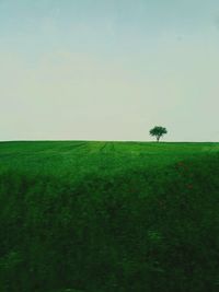 Scenic view of agricultural field against clear sky