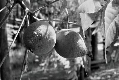 Close-up of fruit growing on tree